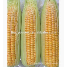 MCO01 Keai super sweet hybrid yellow corn seeds companies